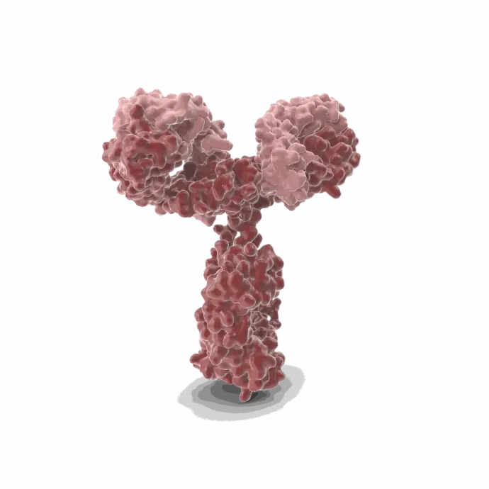 Gentaur FITC Mab Antibody for Fluorescence Detection